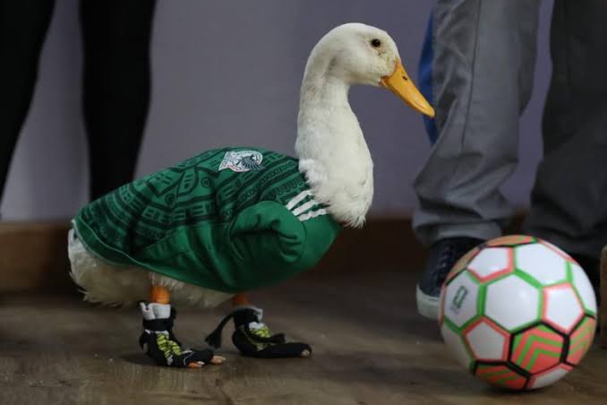 Mexico City's Merlin the Duck